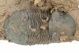Paralejurus Trilobite With Microfossils - Lghaft, Morocco #253699-1